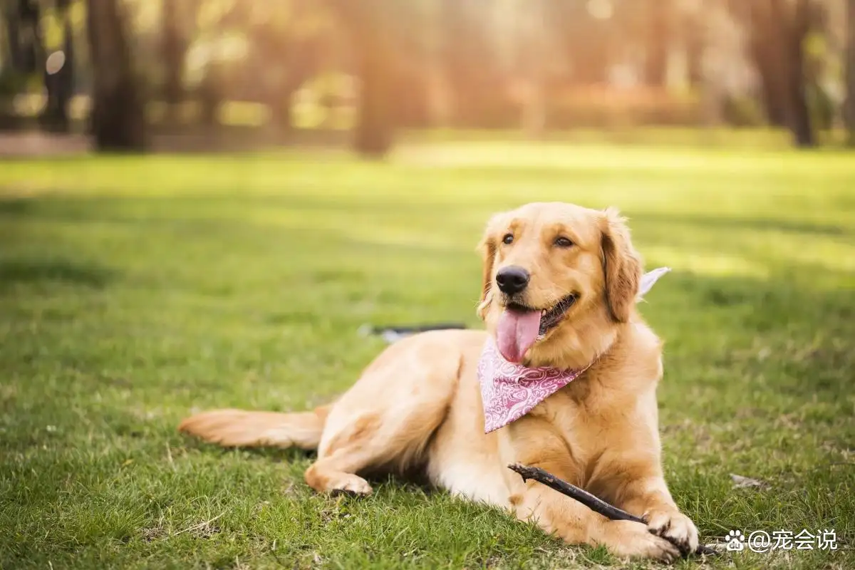长得像金毛的小型犬是什么狗(长得像金毛的小型犬是什么狗啊)