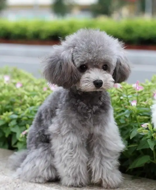 泰迪和贵宾犬的区别图片欣赏(泰迪和贵宾犬的区别图片欣赏大全)